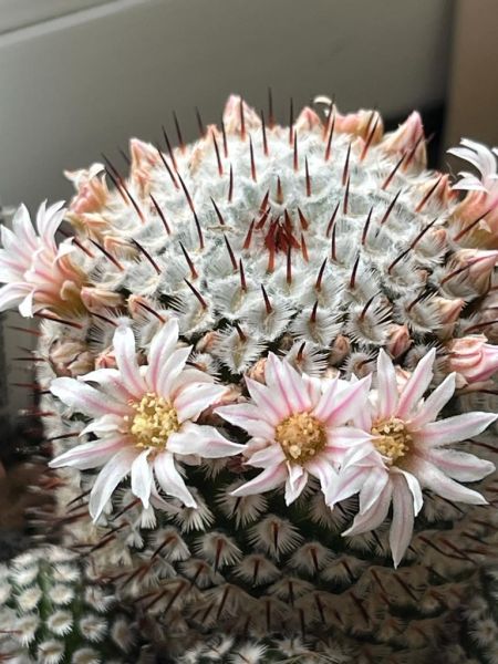 Mammillaria perezdelarosae var.andersoniana